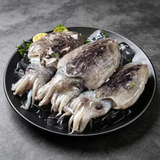 Whole Cuttlefish