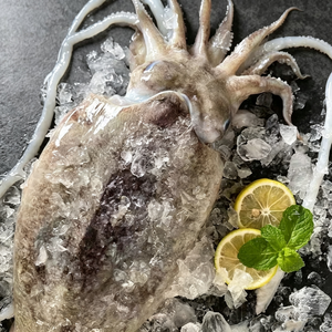 Whole Cuttlefish
