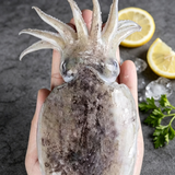 Whole Cuttlefish